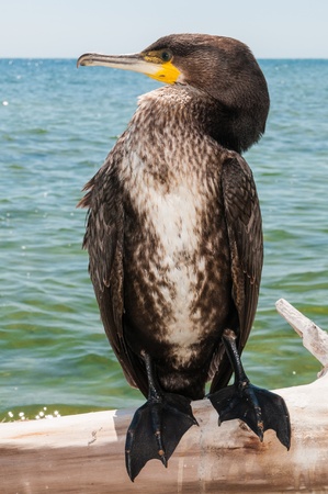 Portrait of Great Cormoran (Phalacrocorax carbo) standingの写真素材