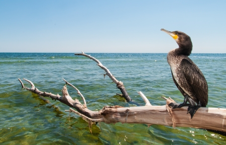 Portrait of Great Cormoran (Phalacrocorax carbo) standing on a branchの写真素材
