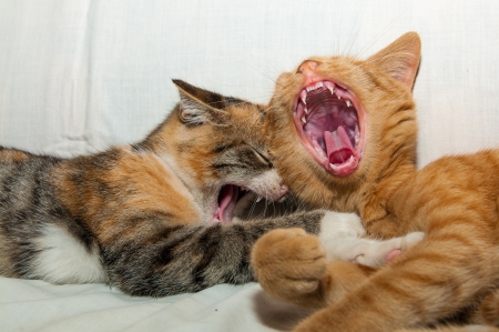 Two colorful young kittens laughingの写真素材
