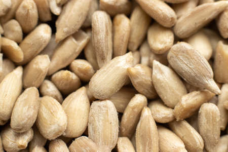 heap of peeled sunflowers seedsの写真素材