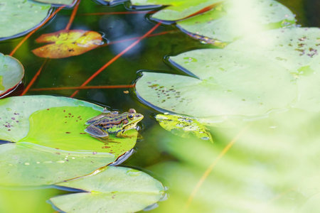 one frog in lotus pond