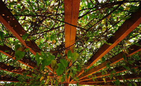 A garden pergola covered in nature, beautifully backlit by the sun aboveの写真素材
