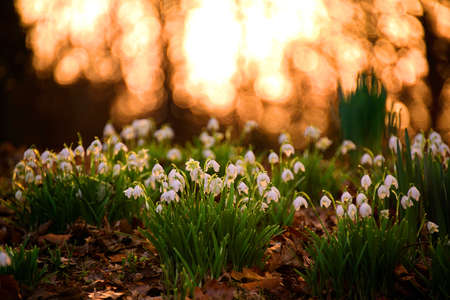Snowdrops - often the very first sign of spring