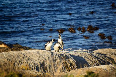 Penguins of Boulders Beach, Simon's Town (near Cape Town), South Africa