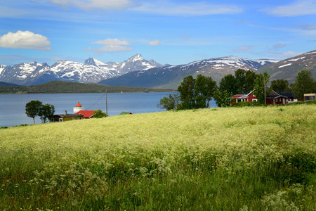 A picturesque summer meadow scene near Tromso, Norway, 200 miles above the arctic circle.の写真素材