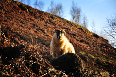 An inquisitive sheep on the Campsie Fells, near Glasgow, Scotland