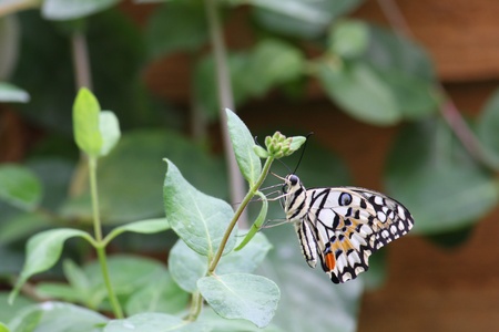 Butterfly Papilio Demoleus の写真素材