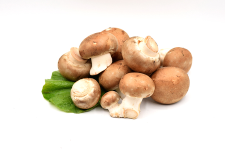 Little brown mushrooms on a seamless white background.の写真素材