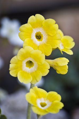 close-up of yellow flowersの写真素材