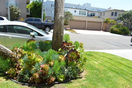 Lush Succulent Garden in a Sunny Neighborhood With Contemporary Houses and Blue Skiesの写真素材
