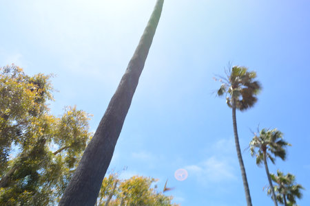 Tall Palm Trees Reaching Towards a Clear Blue Sky in a Sunny Tropical Settingの写真素材