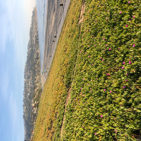 Beautiful Coastal Landscape With Blooming Flowers and Serene Beachscape Under Morning Lightの写真素材