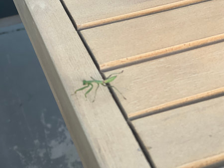 Green Insect Exploring a Wooden Surface on a Sunny Dayの写真素材
