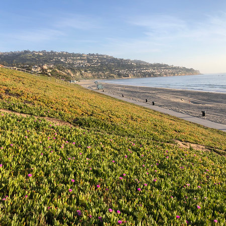 Coastal Beauty at Dawn With Blooming Flowers and Tranquil Waves Near the Golden Sandy Beachの写真素材