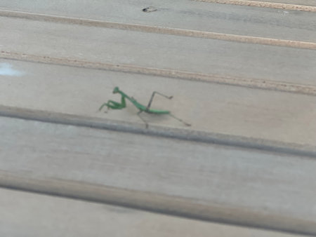 Tiny Green Mantis Explores Wooden Surface in Warm Afternoon Lightの写真素材