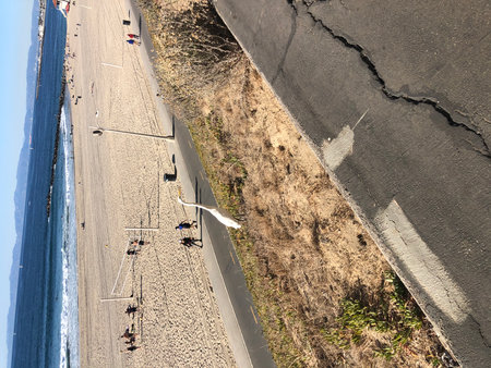 Elegant Heron Strolls Along the Beach Path Under the Warm Sun Near the Ocean Waves on a Bright Dayの写真素材
