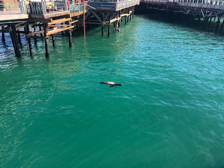 California Sea Lion Swims Gracefully Near a Wooden Pier on a Sunny Dayの写真素材