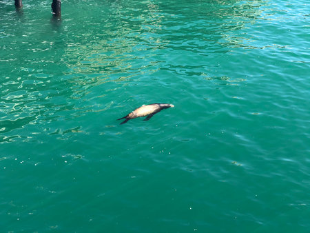 Sea Lion Swims Peacefully in Clear Waters Near the Pier at Midday in a Coastal Townの写真素材
