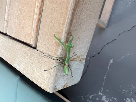 Green Mantis Explores Wooden Table in Cozy Indoor Setting During Bright Afternoon Lightの写真素材