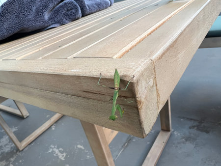 Green Mantis Climbs Wooden Table in a Cozy Indoor Setting During Daytimeの写真素材