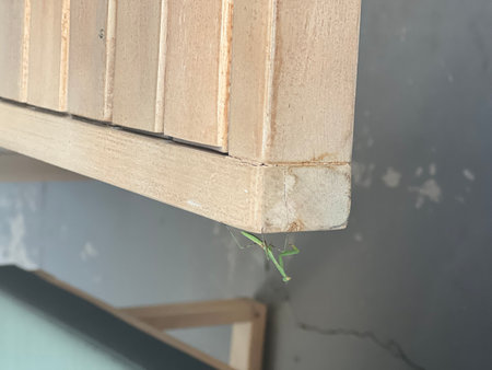 Intriguing Encounter With a Small Green Mantis Resting on a Wooden Table During a Sunny Afternoonの写真素材