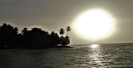 Golden Sunset Over Tranquil Shoreline With Palm Trees and Gentle Waves in a Peaceful Seaside Retreatの写真素材