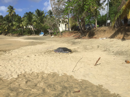 Large Sea Turtle Crawls Onto Sandy Beach During Daytime Near Lush Palm Trees and Coastal Homesの写真素材