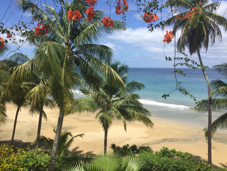 Serenity Found in a Tropical Paradise With Vibrant Blossoms and Gentle Ocean Wavesの写真素材