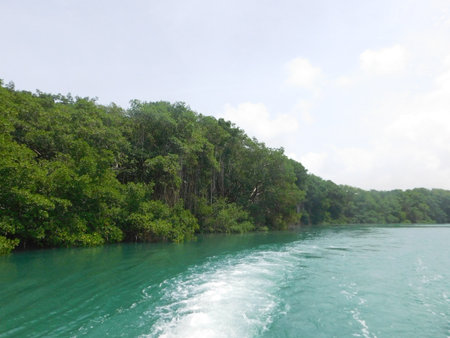 Exploring the Tranquil Waters of a Lush Mangrove Ecosystem on a Sunny Dayの写真素材