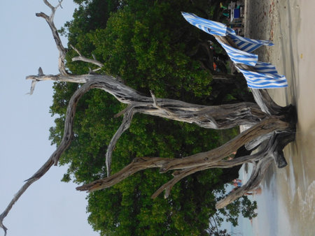 Dry Tree Standing on a Sandy Beach With Striped Towels Hanging Under Bright Skiesの写真素材