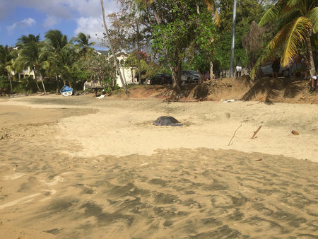 Sea Turtle Nest Discovery on a Tranquil Beach During a Sunny Afternoon in Coastal Paradiseの写真素材