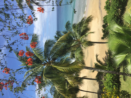 Vibrant Tropical Beach View Framed by Swaying Palm Trees and Bright Flowers Under a Sunny Skyの写真素材