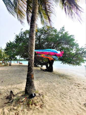 Colorful Flowing Fabric Dances in the Breeze by the Tranquil Beach Under Swaying Palm Treesの写真素材