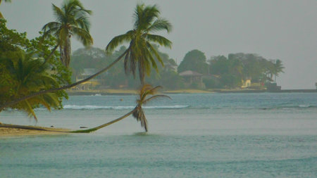 Peaceful Tropical Shoreline With Palm Trees and Gentle Waves at Sunset in a Serene Coastal Paradiseの写真素材