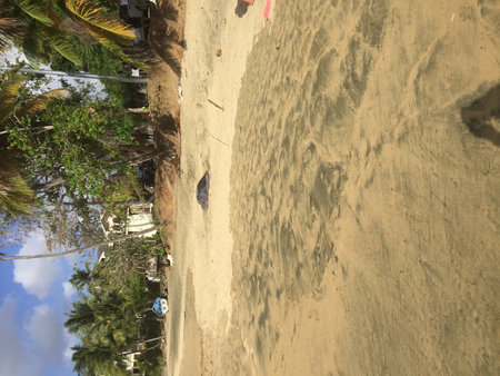Sandy Beach Under Bright Sun With Palm Trees Swaying in the Gentle Breezeの写真素材