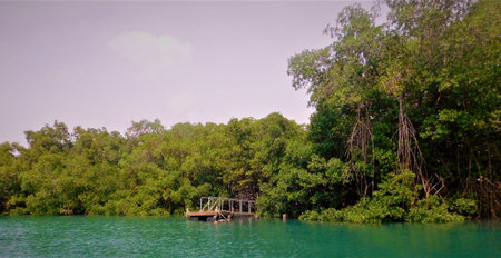 Serenity of a Hidden Dock Surrounded by Lush Mangroves on a Tranquil Sunny Dayの写真素材