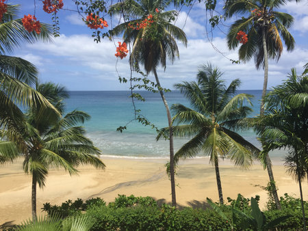 Tranquil Beach Scene With Palm Trees and Vibrant Flowers by the Clear Blue Oceanの写真素材
