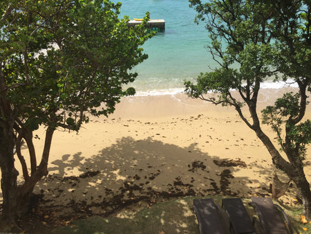 Relaxing Beach Scene With Gentle Waves and Lush Trees on a Sunny Day by the Shorelineの写真素材