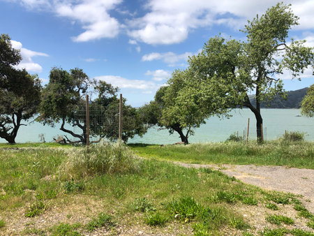 Tranquil Lakeside Scene Under a Blue Sky With Lush Greenery and Distant Trees Creating a Serene Atmosphereの写真素材