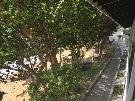 Serenity by the Beach During a Sunny Afternoon With Lush Trees and Gentle Waves Nearbyの写真素材