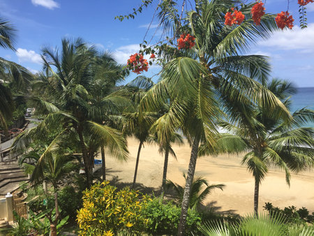 tropical beach with palm trees and flowers on the island of Tobagoの写真素材