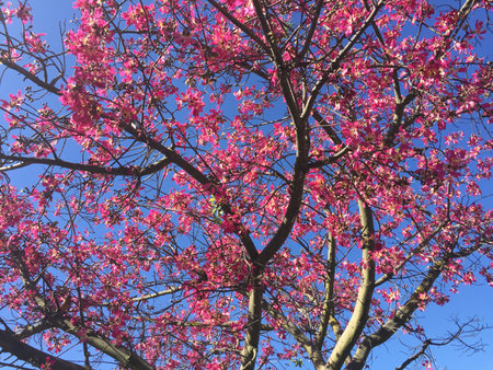 Vibrant Cherry Blossoms Bloom Against a Clear Blue Sky in Springtime Park Sceneryの写真素材