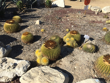 Explore the Vibrant Beauty of Golden Barrel Cacti in a Sunlit Desert Garden Showcasing Nature's Resilienceの写真素材