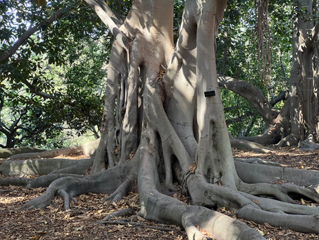 Massive Tree Roots Spread Across the Ground in a Serene Park Setting on a Sunny Dayの写真素材