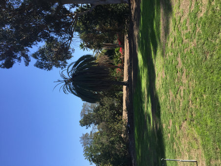 Bright Afternoon Sun Illuminates a Tranquil Garden Scene With a Tall Palm Tree and Lush Greenery in the Backgroundの写真素材