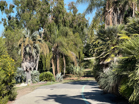 Lush Pathway Weaving Through Tropical Greenery Under a Bright Blue Sky in a Serene Park Settingの写真素材