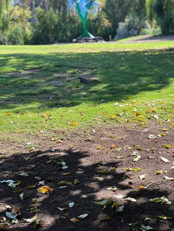 Vibrant Autumn Leaves Scatter on the Grassy Patch in a Serene Park Setting During a Sunny Afternoonの写真素材