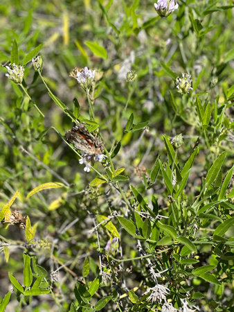Butterfly Rests Among Green Foliage in a Sunny Garden During Springtimeの写真素材