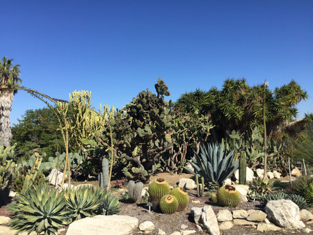 Explore the Beauty of a Lush Desert Garden Filled With Diverse Cacti and Vibrant Greenery Under a Clear Blue Skyの写真素材
