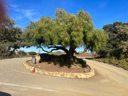 Winding Road Reveals a Majestic Tree Under a Clear Blue Sky in a Tranquil Landscapeの写真素材